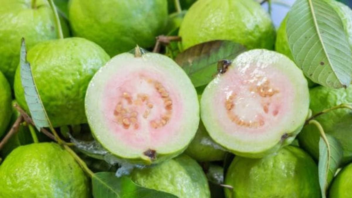 Guava side effects know who should avoid