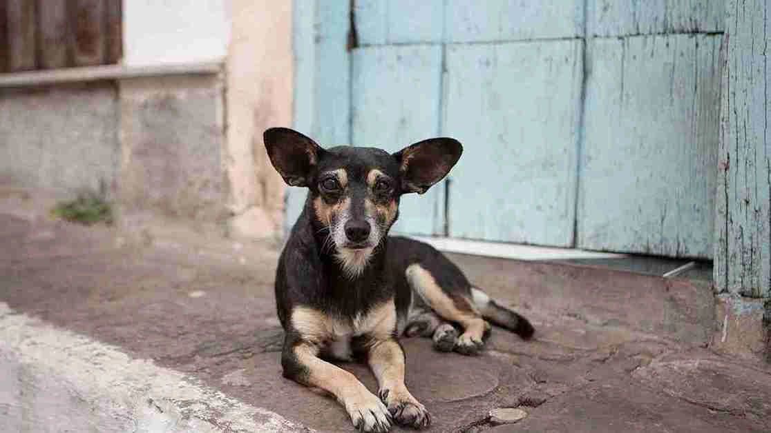 Stray Dog Killed in Nadia School FIR against Five People