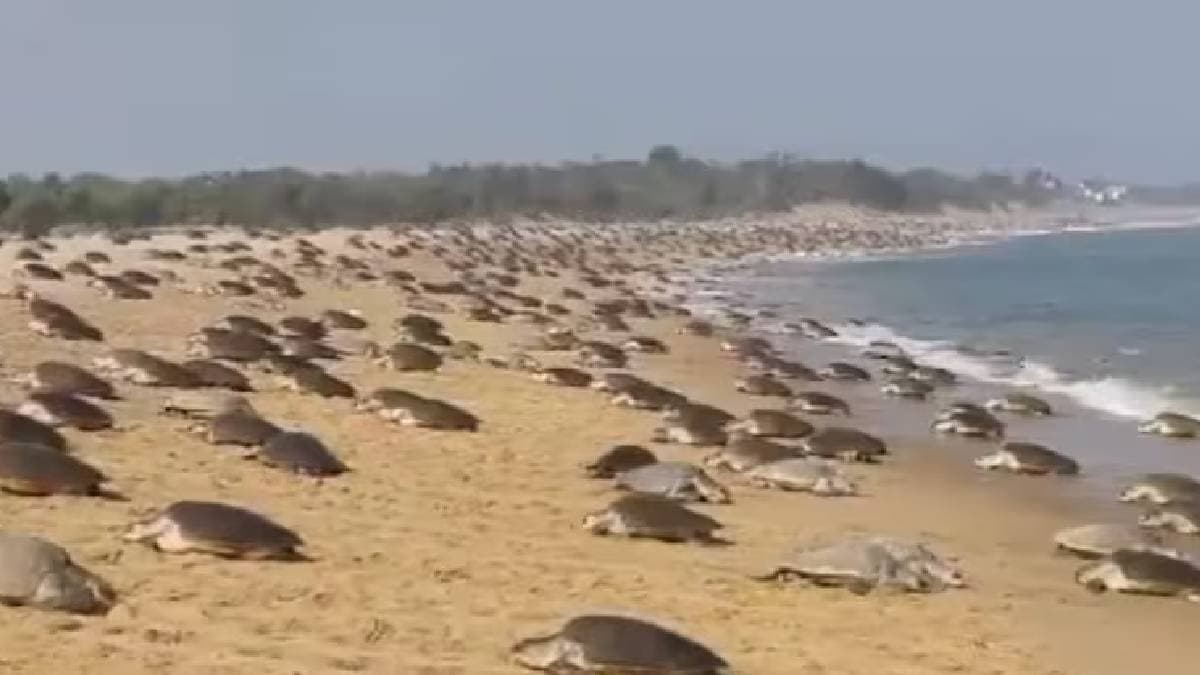 Endangered Olive Ridley Turtles reappear at Odisha Beach After 33 Years
