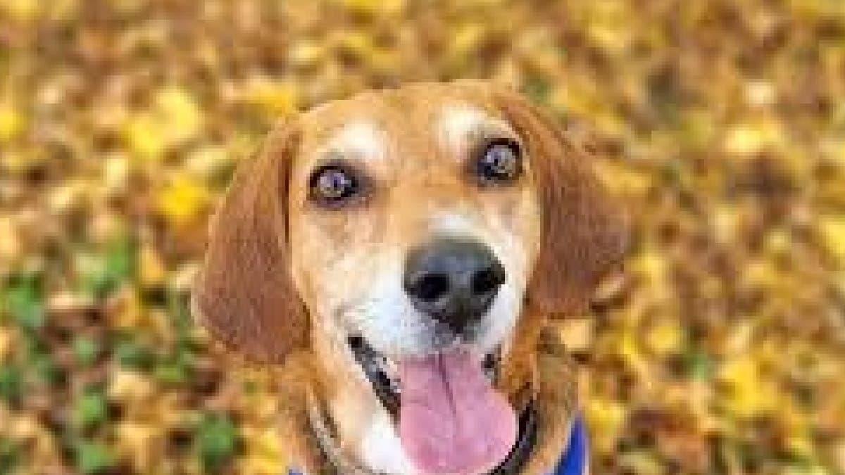 Pet dog happy after hearing Hanuman Chalisa viral video