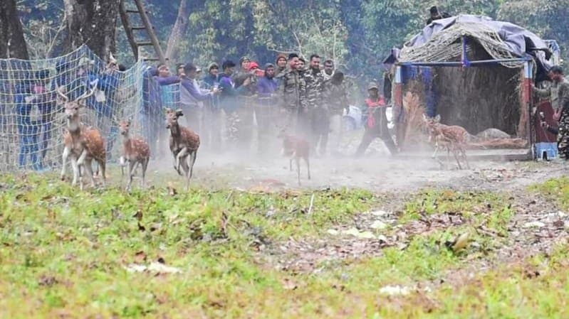 Buxa: বাঘের খাবারের সংস্থান, বেথুয়াডহরীর হরিণ বক্সার জঙ্গলে
