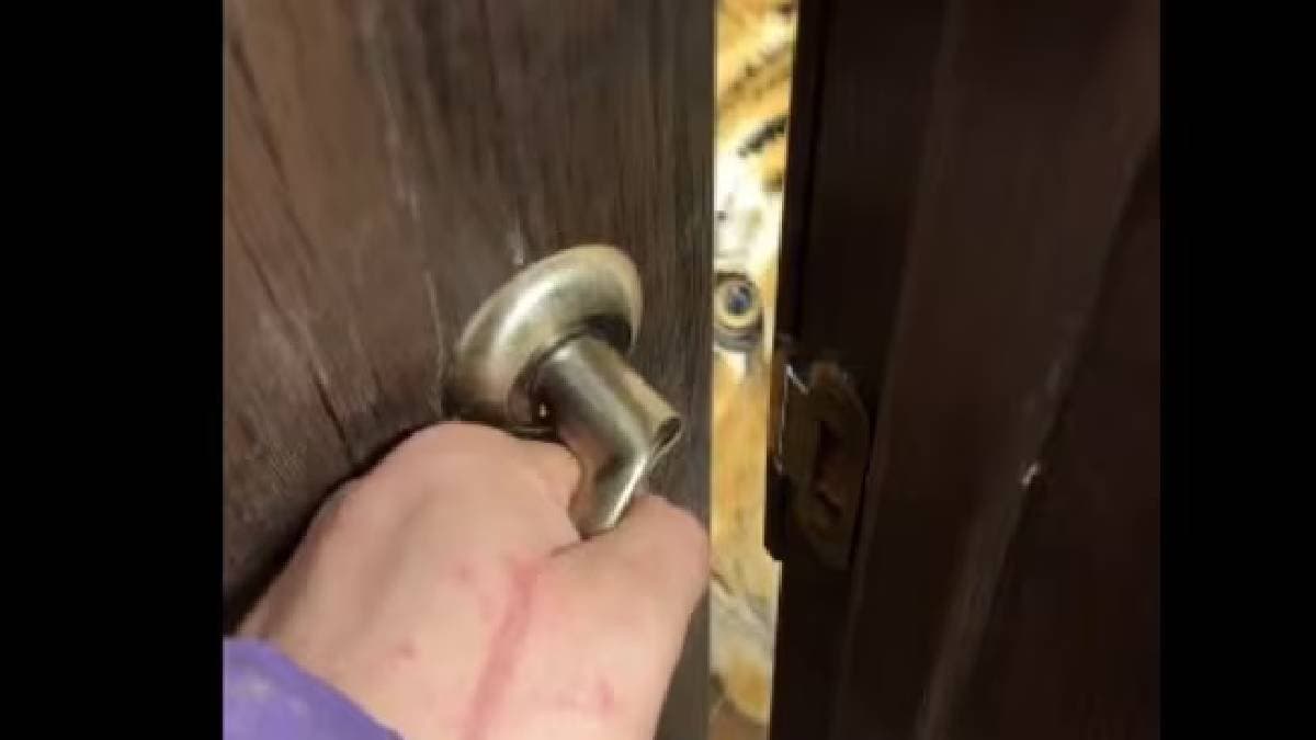 woman opens door to find a giant tiger standing just outside viral video