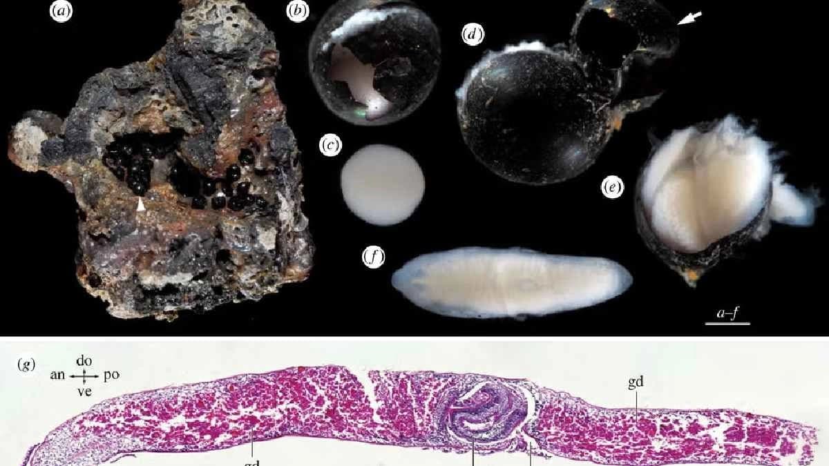  4 Black eggs surfaced from the dark heart of the ocean makes new panic