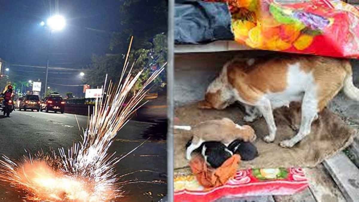Netizens reacts after Delhi woman post on her dogs sleepless nights due to Diwali crackers gnr 