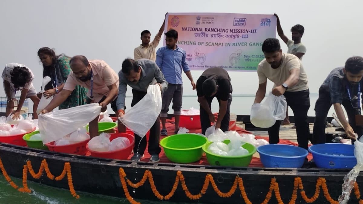 Central government took initiative to increase prawn in the river Ganges