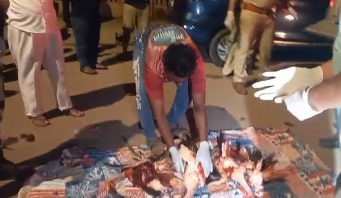 Flamingos Found Dead:‌ এমিরেটসের বিমানের ধাক্কায় মৃত ৩৬ ফ্লেমিঙ্গো পাখি