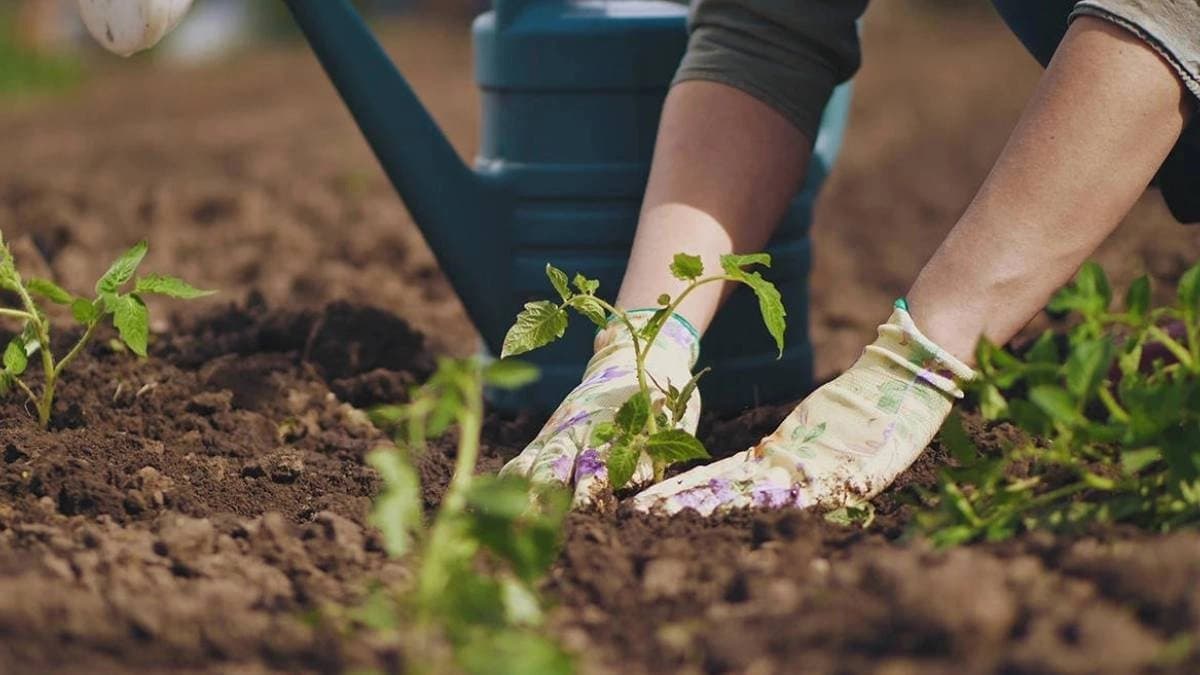 These tips help to grow trees of your garden in monsoon 