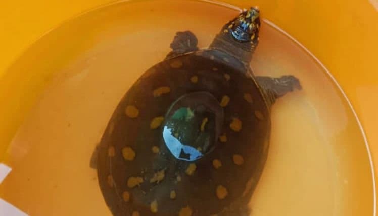 TURTLE: মালবাজারে উদ্ধার বিরল প্রজাতির কচ্ছপ