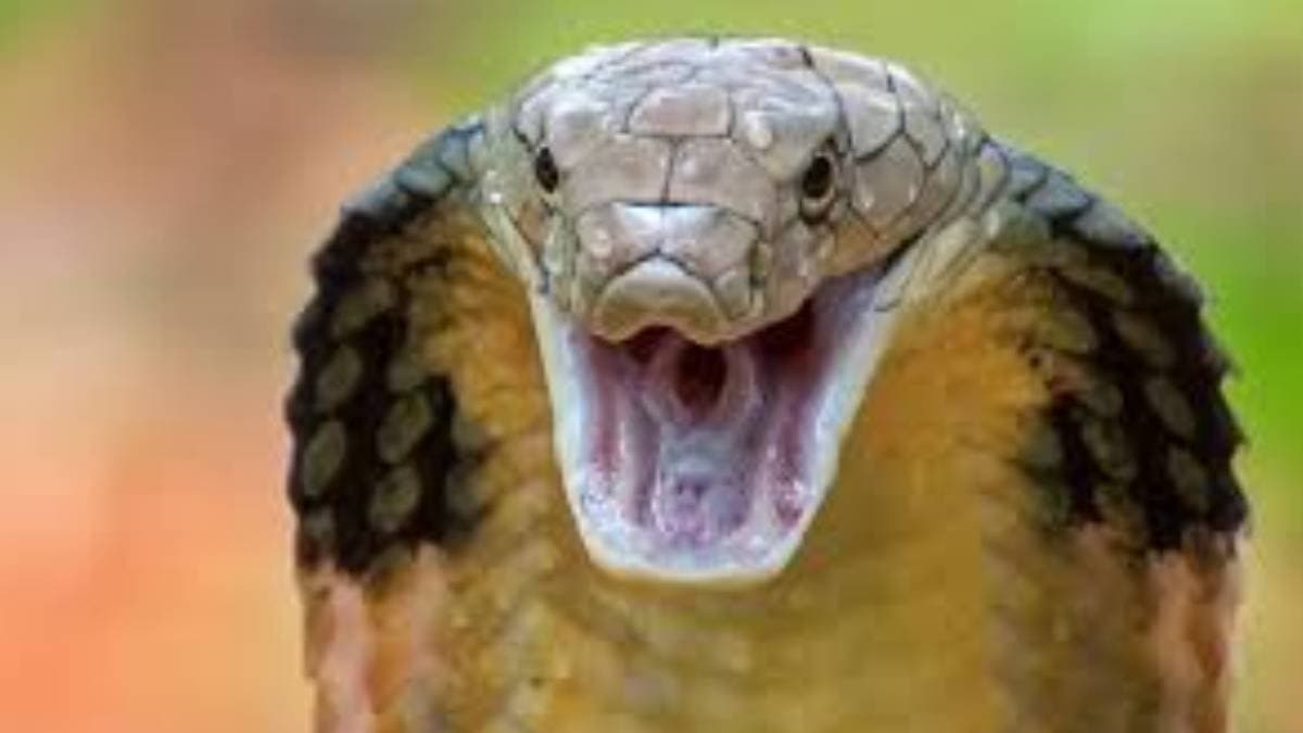 amazing snake repellent that will make snakes stay away from home