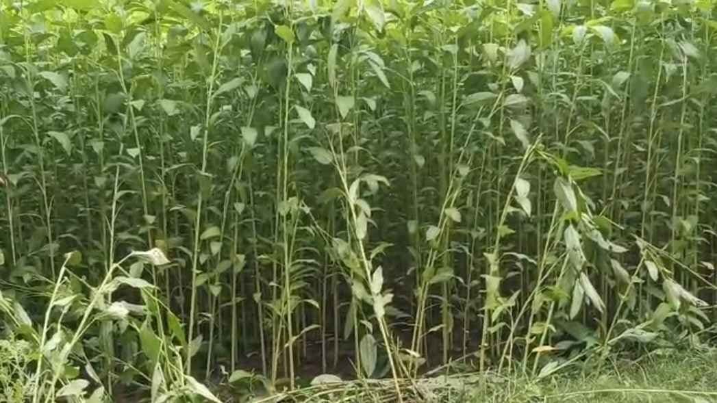 Woman Dead Body found in Nadia