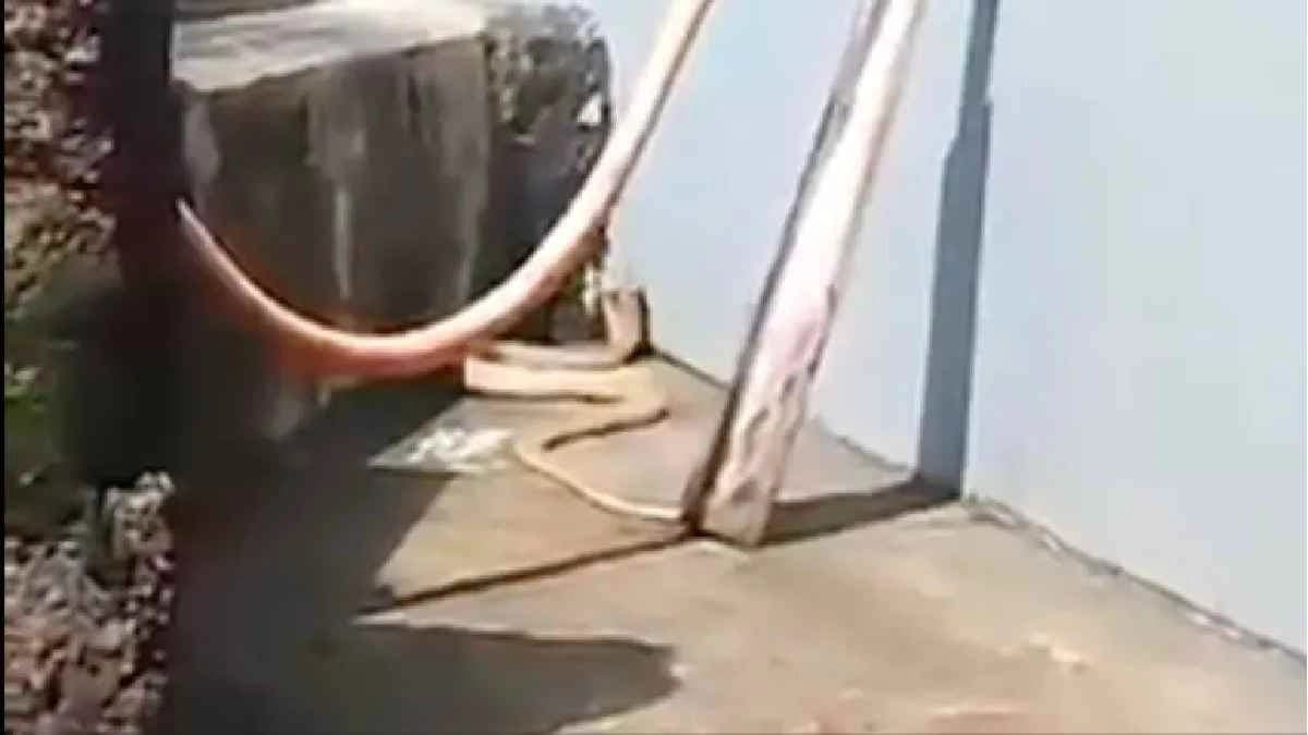  8-Foot-Long Rare White Cobra Rescued From Odisha Home