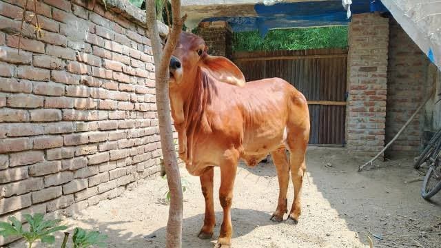  6 arrested in Gujarat for stealing pregnant cow gnr