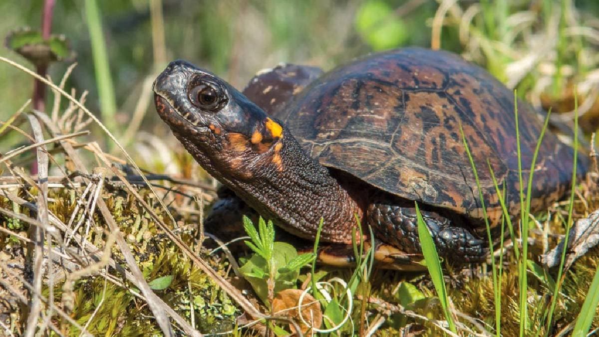 a man died after eating turtle meat at birbhum gnr