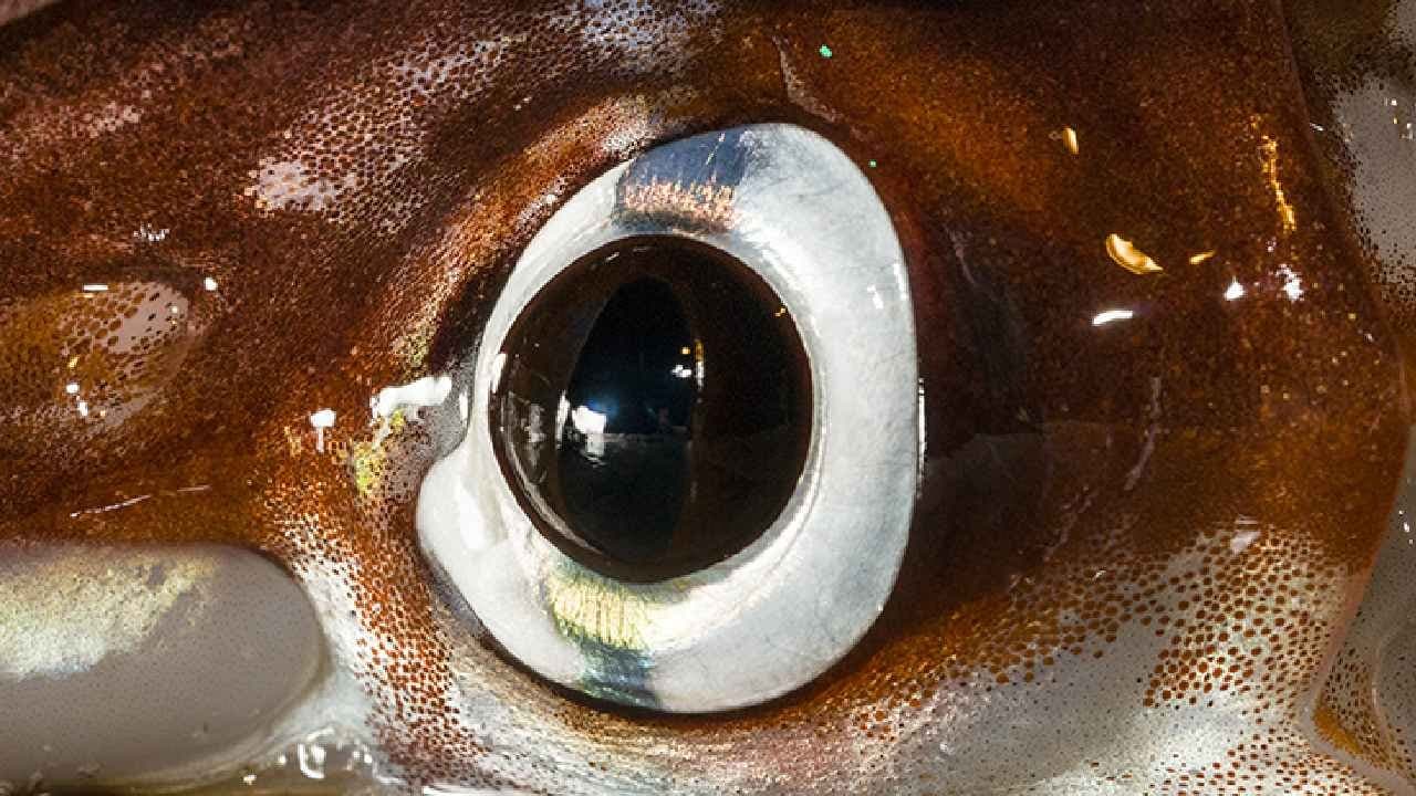 New Species: Bright blue six eyed springtail found