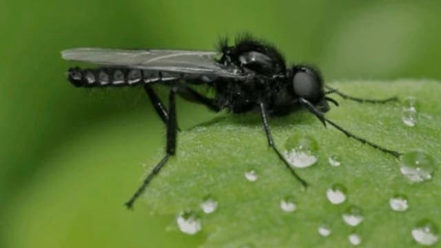Blood Sucking Black Fly Can Cause Human Blindness Identified In North Bengal