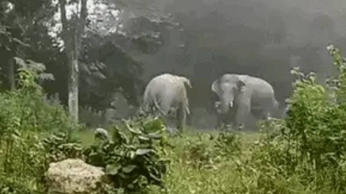 elephant in jharkhand disturbed farmers gnr