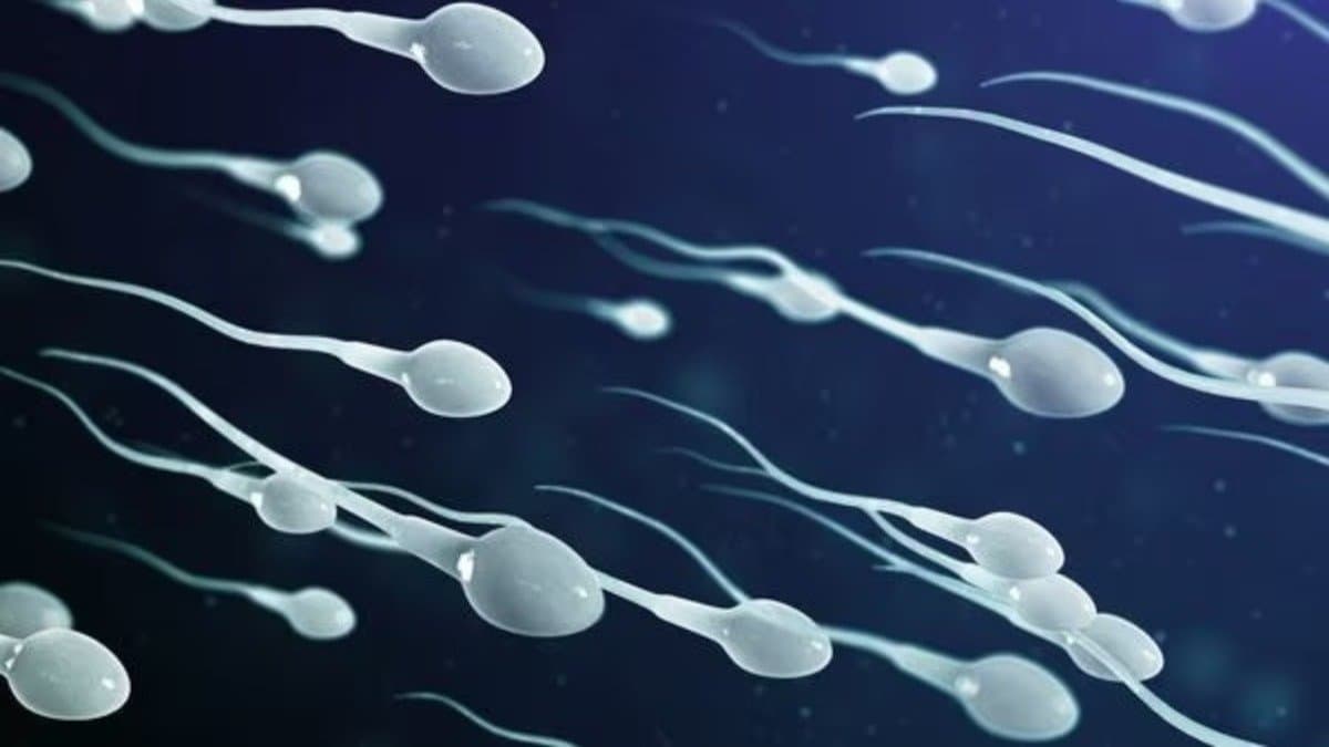 Clove helps to increase sperm count to testosterone levels and has many benefits to men 