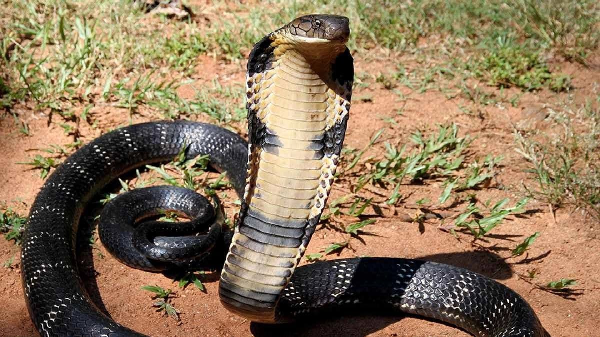 King Cobra builds nests and Hunt other Snakes