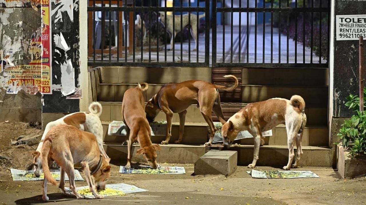 Husband files for divorce over wifes intense addiction to stray dogs