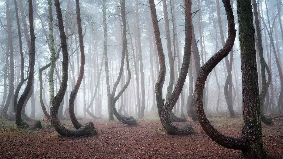 Travel tips: There is a mysterious forest in Poland named Crooked Forest