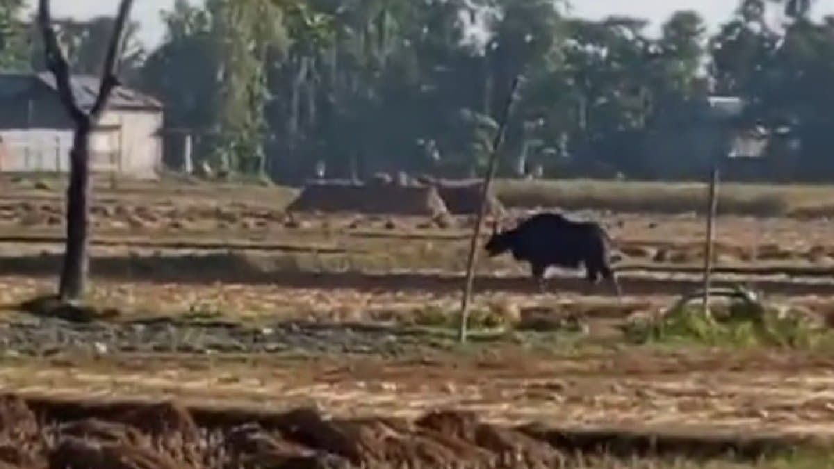 Bison attack in coochbehar claims a life leaving injured one