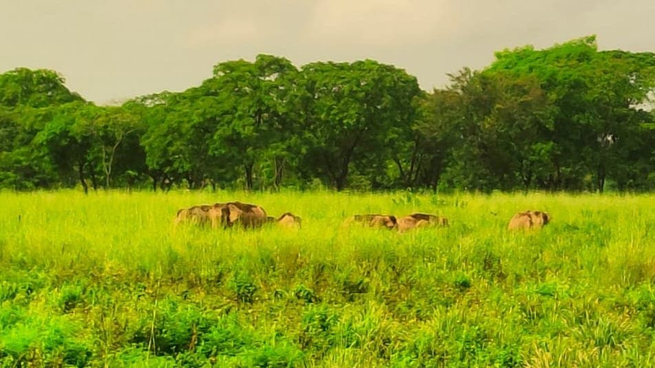 group of elephant were stuck in the abandoned airfield all day