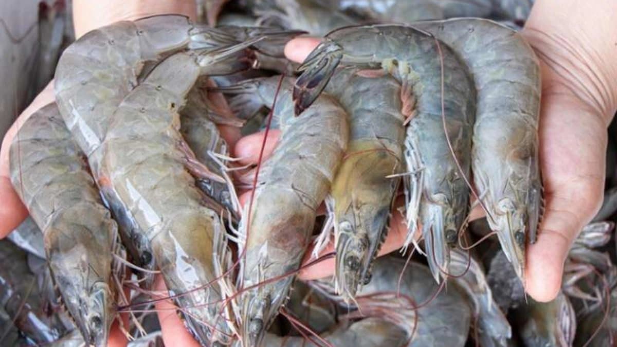 Trump tariff hit the shrimp exporters of West Bengal heavily