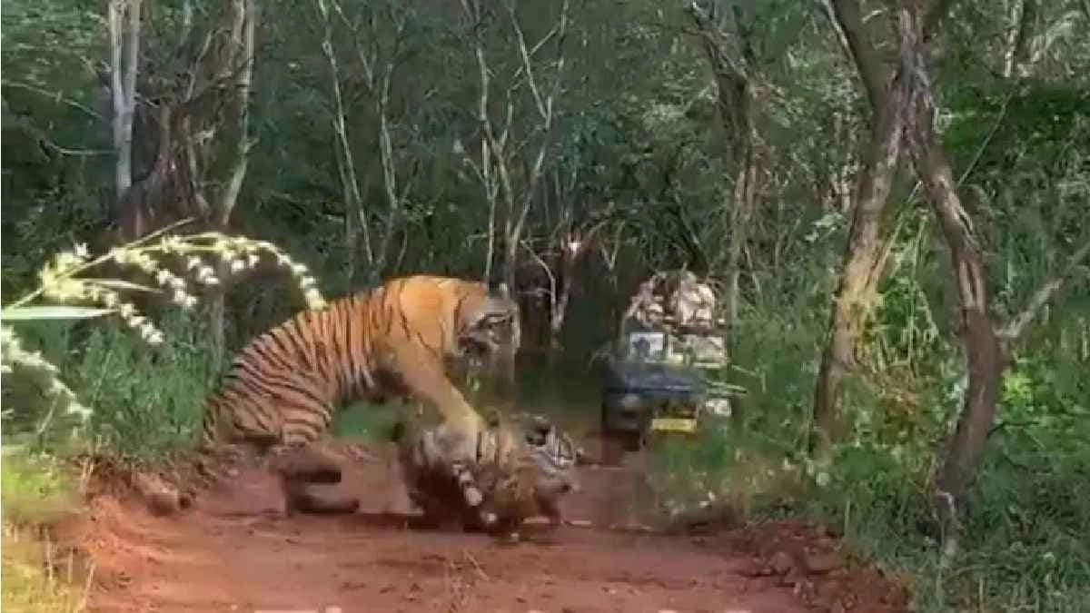 Mother Tiger fights daughter over Territory in Ranthambore