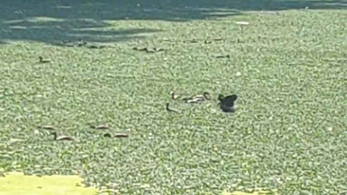 Water hyacinth in water bodies causing trouble for migratory birds gnr 