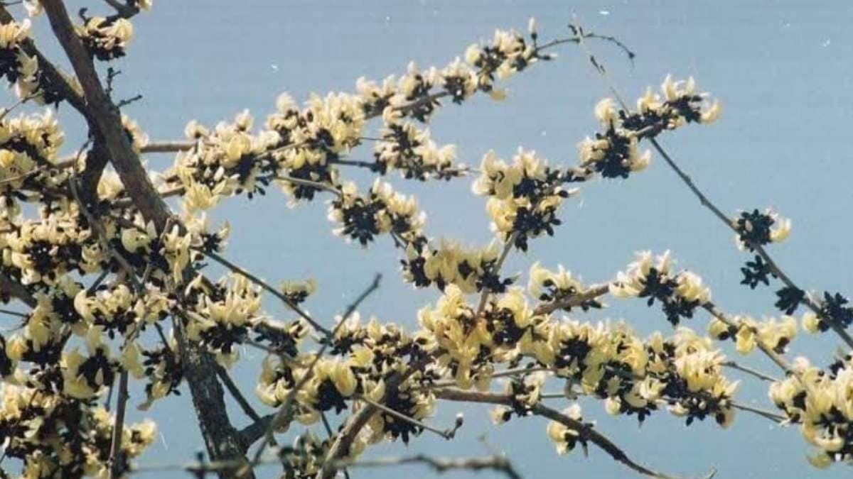 White palash being preserved and produced artificially by Sido Kanho University