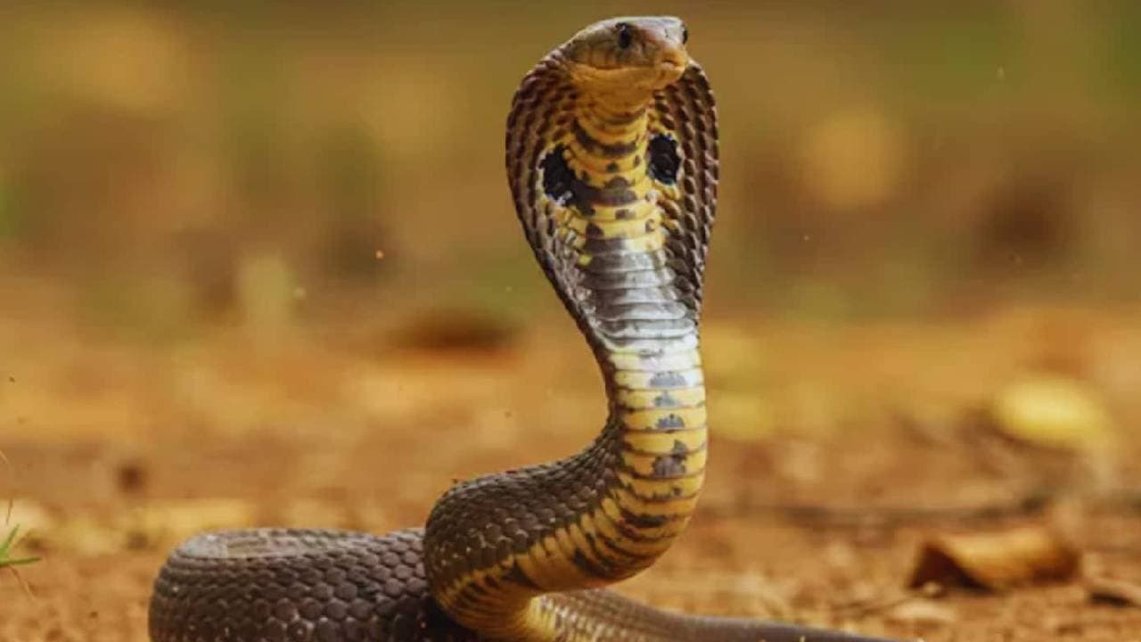 Snake shells in Anganwadi food In Nadia 