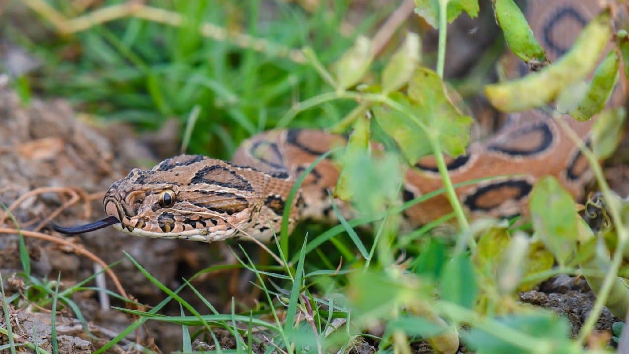 Russell Viper made Birbhum farmers panicked