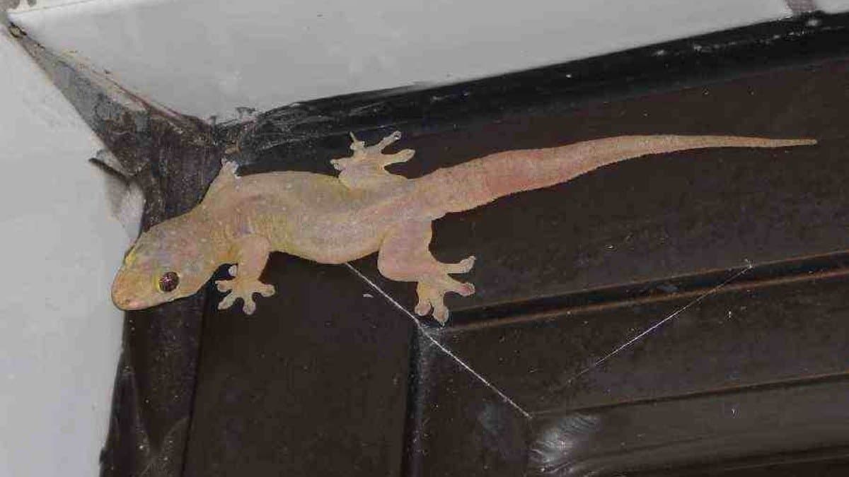 How to get rid of house lizard here are some tips
