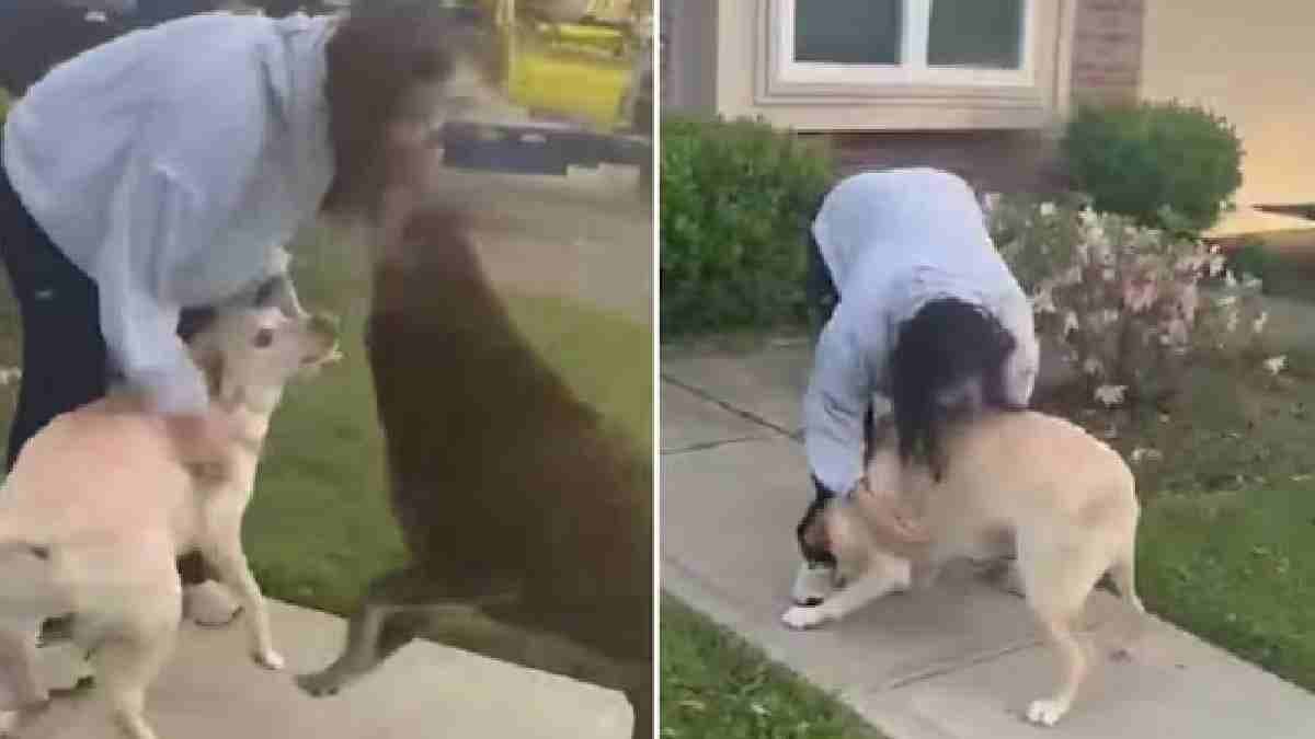 Sunita Williams Reunion With Her Dogs viral video