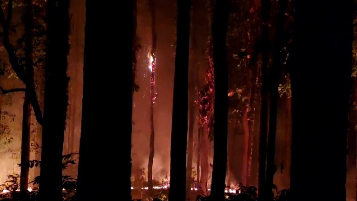 Fire at Chapramari Forest 