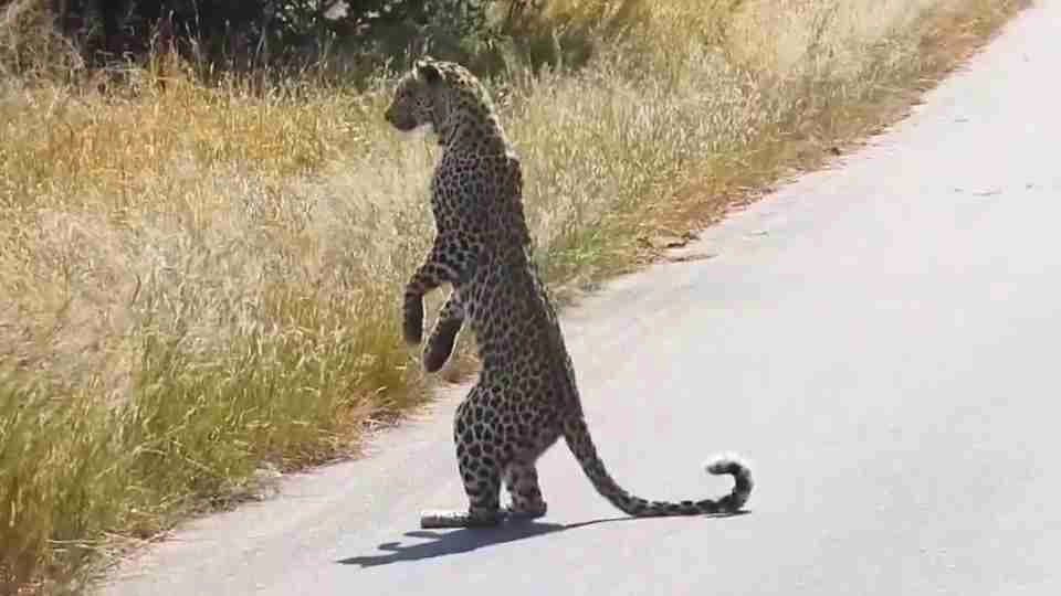 Leopard Standing Upright While Hunting Leaves Netizens Amazed