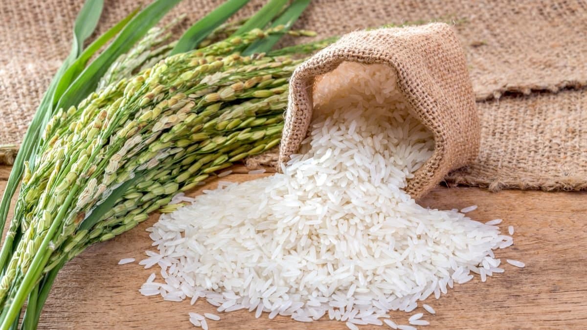 Daily household items can save your bug infested rice