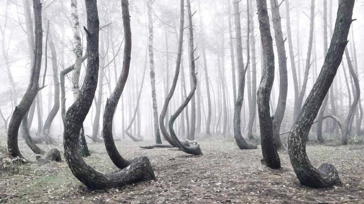 The unsolved mystery of Crooked Forest forest in Poland