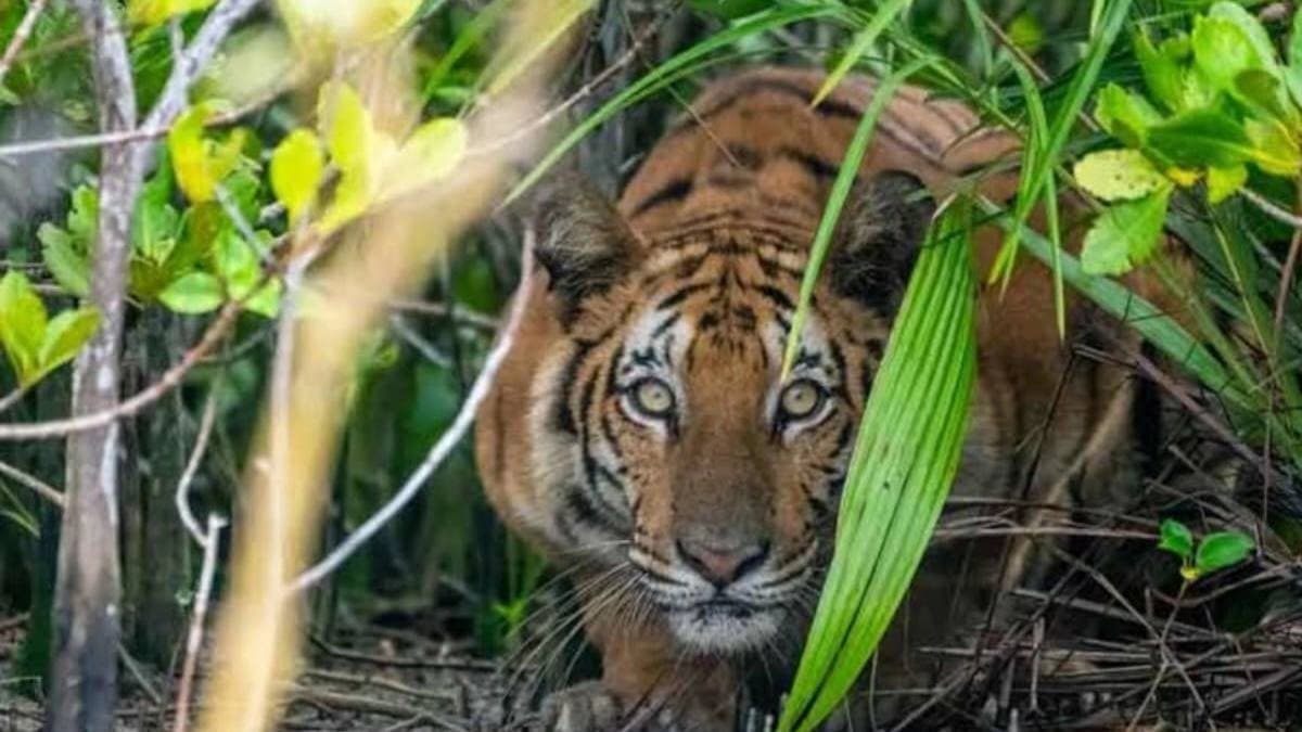 Tigress Sohini expired  following the path of her inmate tiger Sohan