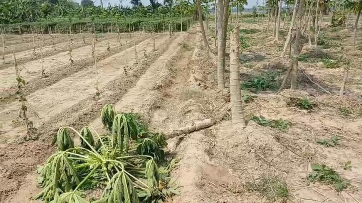 Miscreants damaged crops in North 24 Pargana