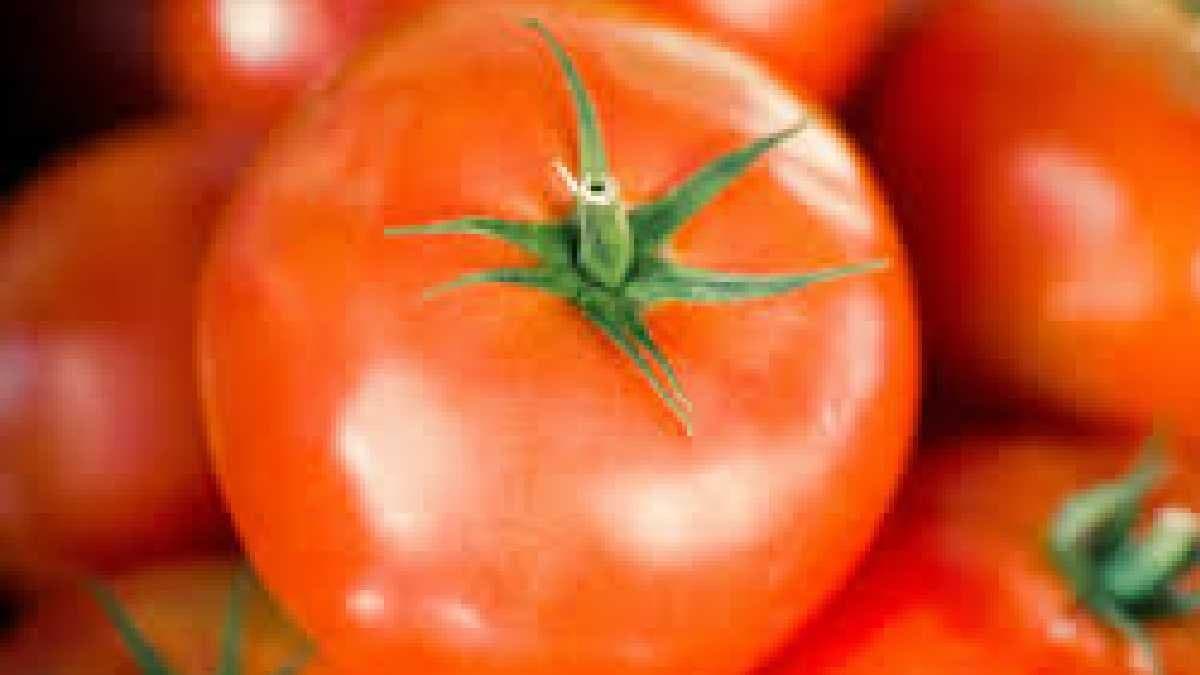 hoogly tomato problem gnr 