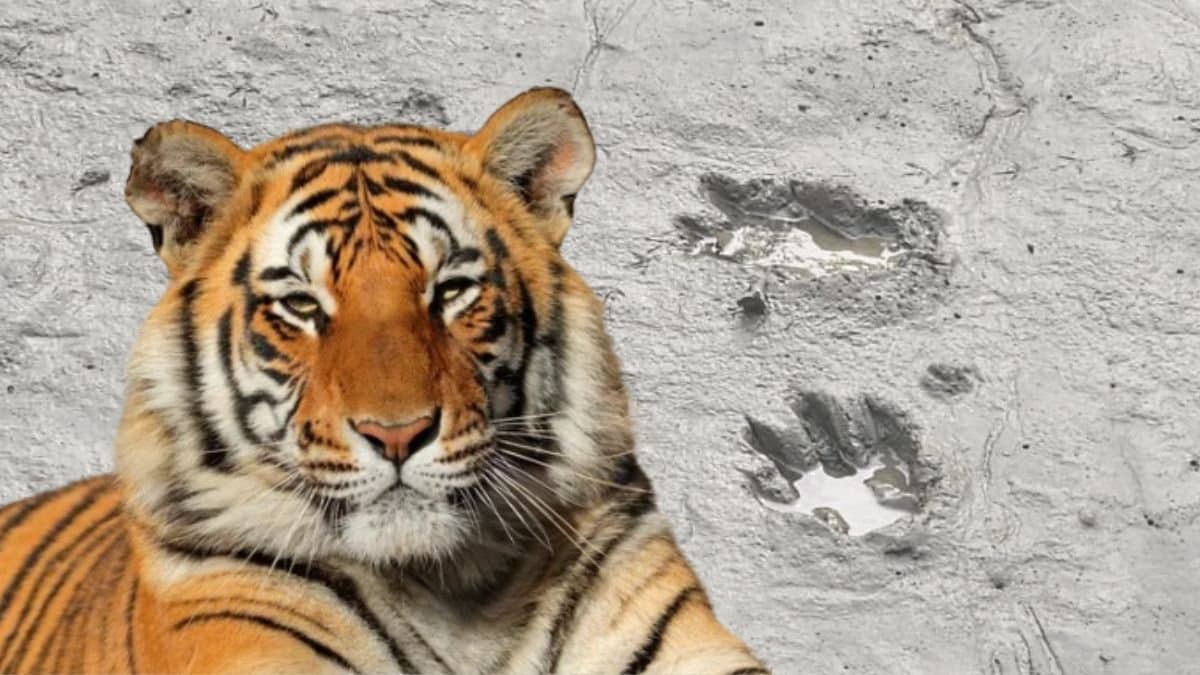 Again tiger Pugmark found in maipith area know details gnr