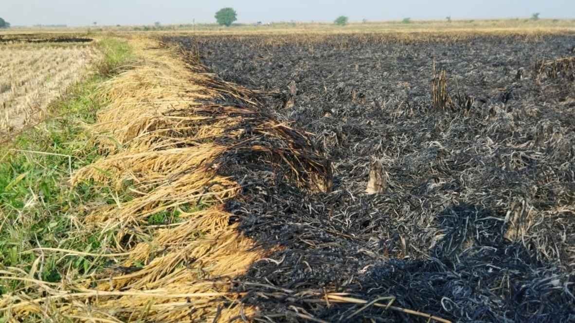 Purba bardhaman paddy field burnt resulting huge loss to farmer gnr 