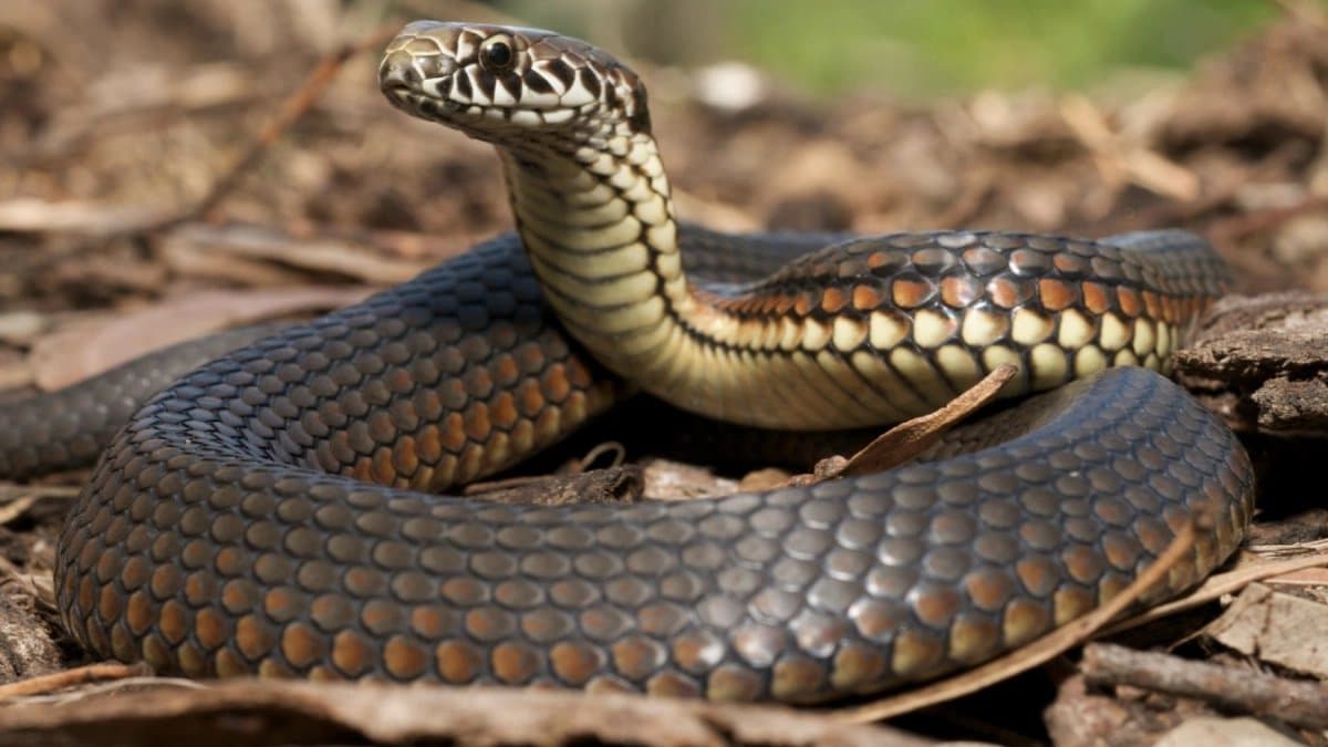 Uttar Pradesh Girl Got Bit By Snake 41 Times And Survived Every Time 