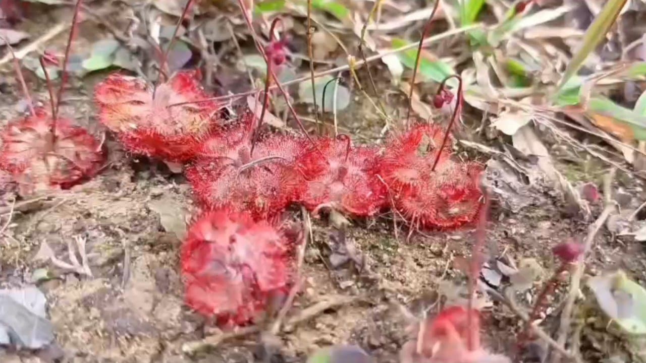 ছিঁড়ে ছিঁড়ে মাংস খায়, বাংলায় মিলল এমন উদ্ভিদ!