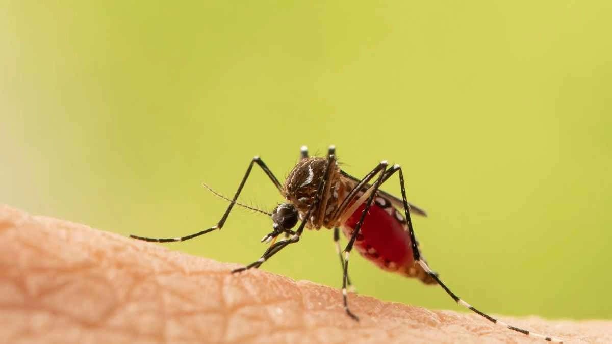 Certain habits of Human makes extra tasty to Mosquitoes