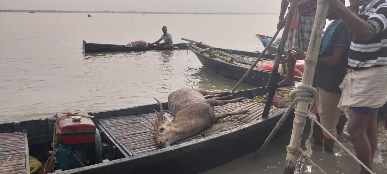 Rare 'Indian Hog ​​Deer' dies after rescue in Murshidabad gnr
