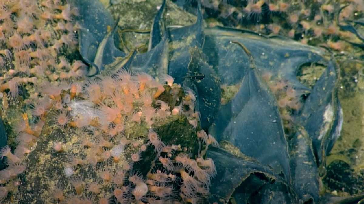 Scientists Discover Thousands of Giant living eggs in Underwater Volcano in Canada