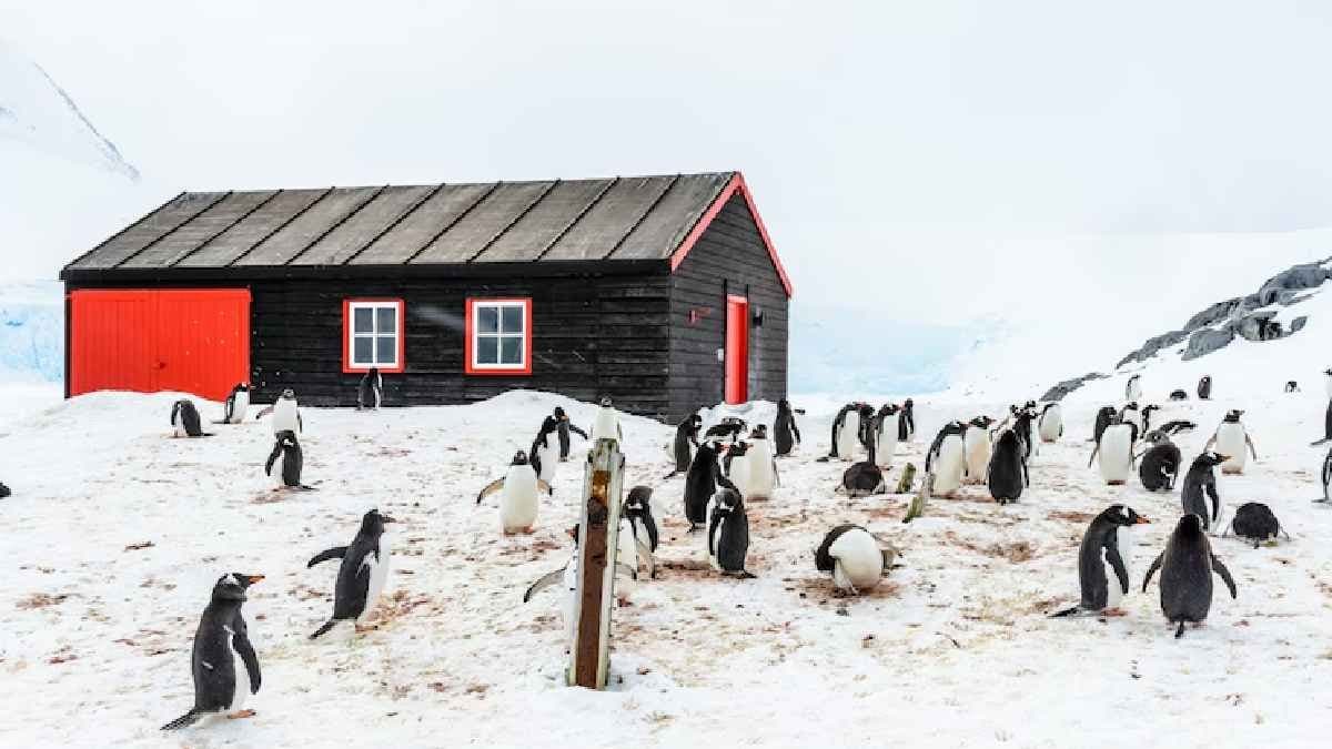World Most Remote Post Office In Antarctica surrounded by Penguins