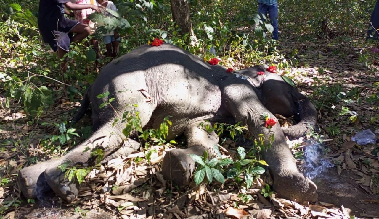 ELEPHANT DEATH: মানুষের তাড়া খেয়ে হাতির মৃত্যু